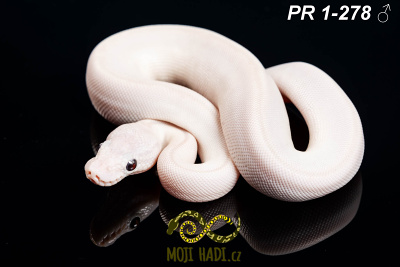 hadi na prodej, mládě, český chov hadů, odchov hadů, mojihadi.cz, Python regius, ballpython, krajta královská, Leuzistic blue eyes, super Lesser, het. Clown